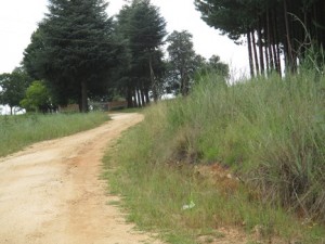 Westoe 2