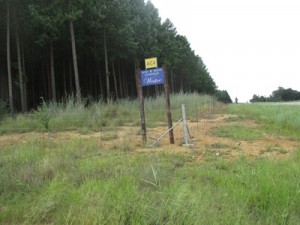 Westoe